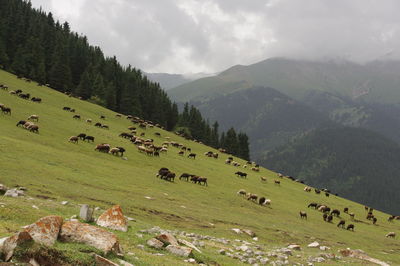 Scenic view of field and mountains against sky