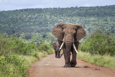 Full length of elephant walking on road