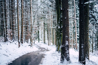 Trees on snow covered land