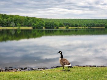 Single goose at lakeside against sky