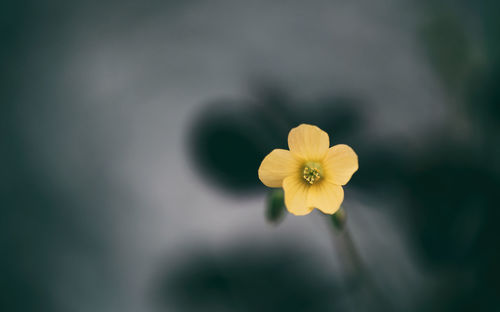 Close-up of yellow flowering plant