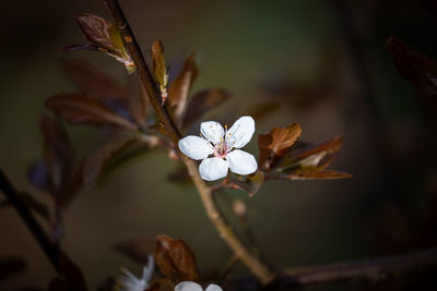 Close-up of white cherry blossom plant