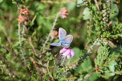 Close-up of butterfly on purple flower