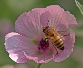 Close-up of bee pollinating on pink flower