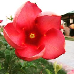 Close-up of red hibiscus blooming outdoors