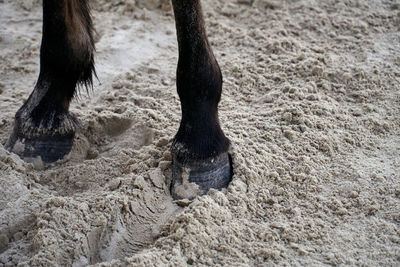 Close-up of bird on sand