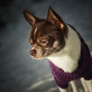 Close-up of dog outdoors