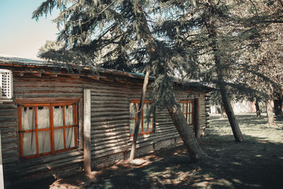 Trees in park