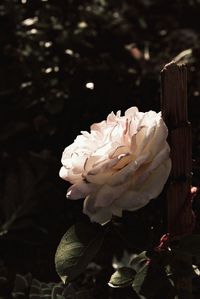 Close-up of white rose blooming outdoors