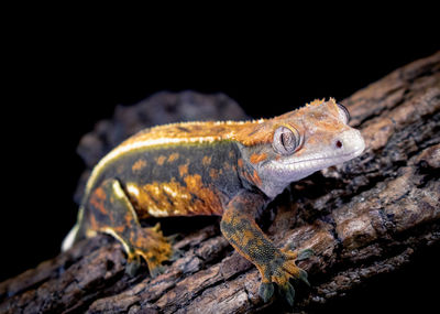 Close-up of lizard on tree trunk
