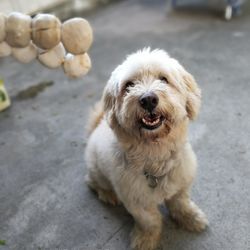 Portrait of dog sitting outdoors