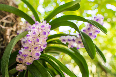 Close-up of purple flowering plants