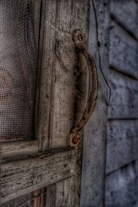 Close-up of lizard on wood