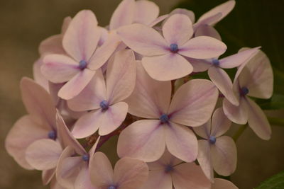 Close-up of purple hydrangea flowers