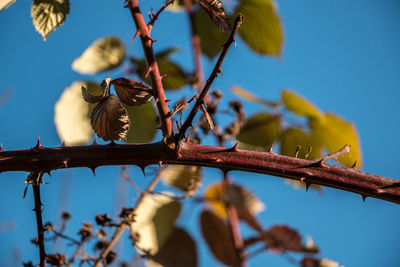 Low angle view of bird perching on branch against blue sky