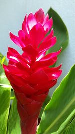 Close-up of red flower blooming outdoors