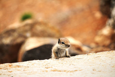 Close-up of squirrel outdoors