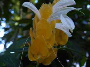 Close-up of yellow flower
