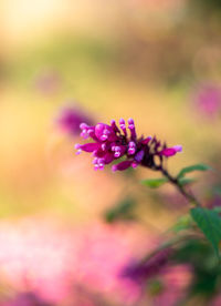 Close-up of pink flowering plant