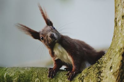 Close-up of squirrel