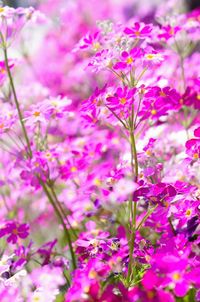 Close-up of pink flowers