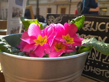 Close-up of pink flower pot on potted plant