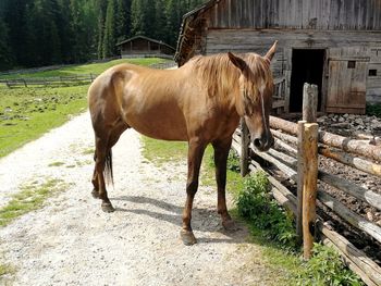 Horse standing in ranch