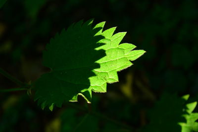 Close-up of green leaves