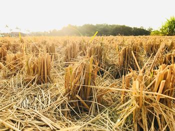 View of stalks in field against sky