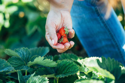 Close-up of hand holding strawberries