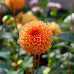 Close-up of orange dahlia flower