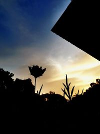 Low angle view of silhouette plants against sky during sunset