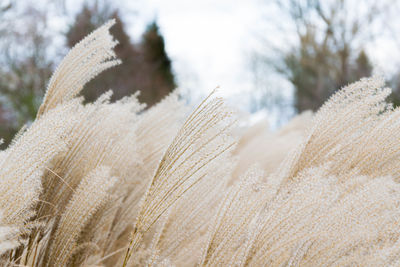 Close-up of grand in park against sky