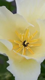 Macro shot of yellow flower