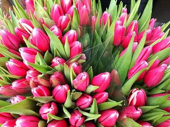 Full frame shot of pink tulips