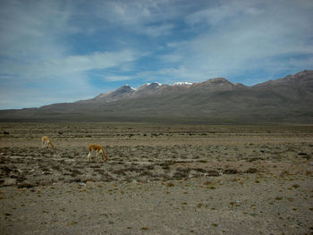 View of a sheep on a field