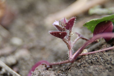 Close-up of pink flowering plant