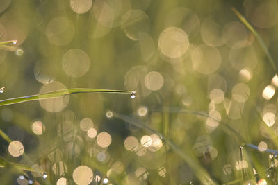 Close-up of dew drops on plant