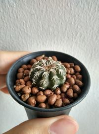 Close-up of hand holding bowl