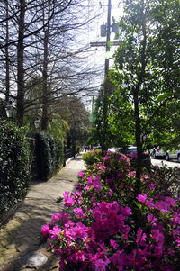 Flowers growing on tree against sky