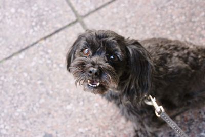 Close-up portrait of dog