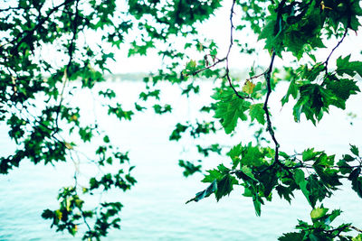 Close-up of leaves hanging over lake