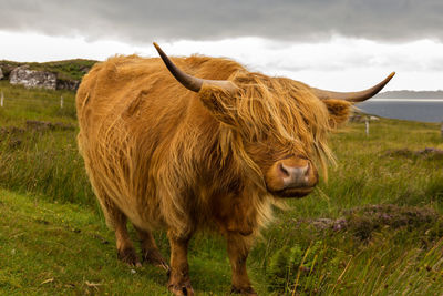 Horse standing on field