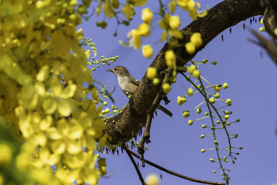 Low angle view of bird perching on branch