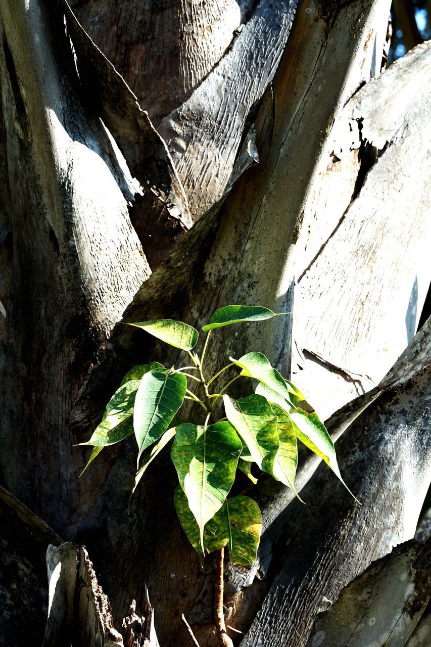 LOW ANGLE VIEW OF PLANT LEAVES AGAINST TREE