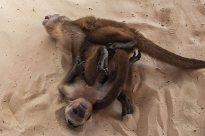 High angle view of two dogs on sand