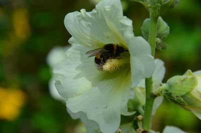 Close-up of bee on white flower