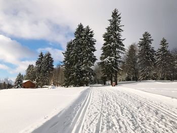 Trees on snow covered field against sky