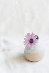 Purple daisy in vase on table