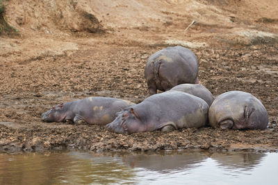 Group of hippo's lying down in the sand
